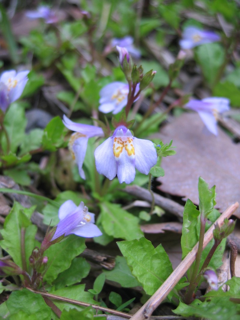 Miquel's Mazus photo 2