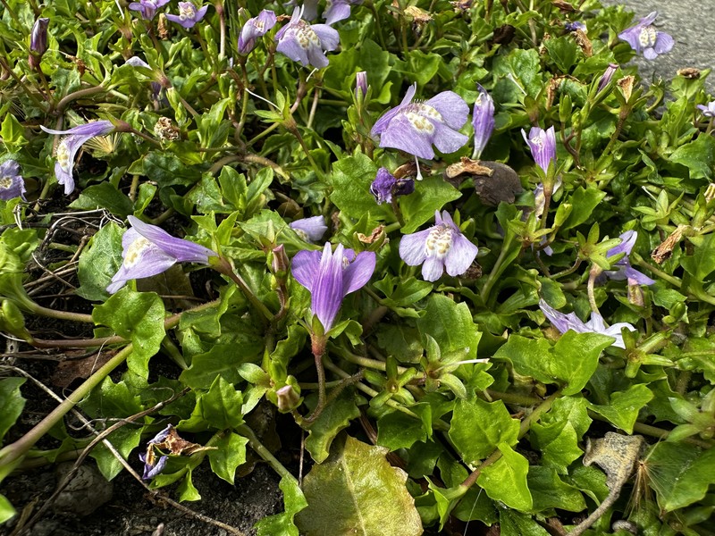 Miquel's Mazus photo 3