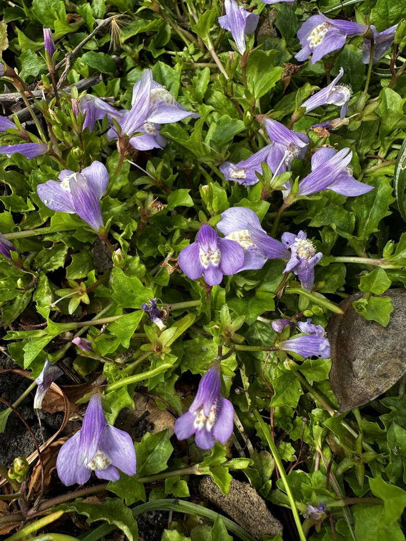 Miquel's Mazus photo 4