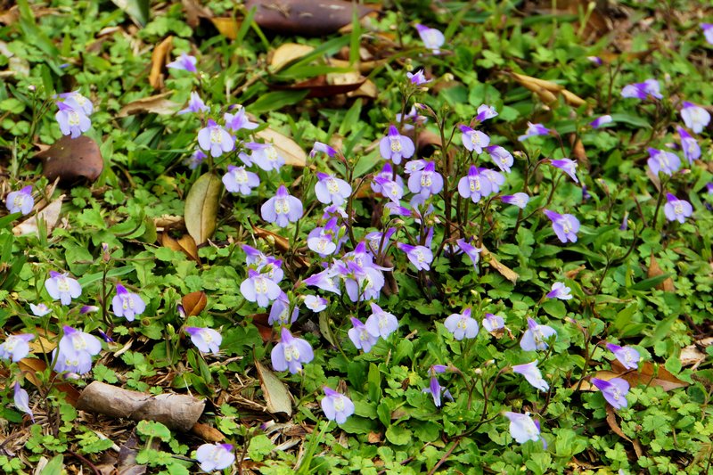 Miquel's Mazus photo 6
