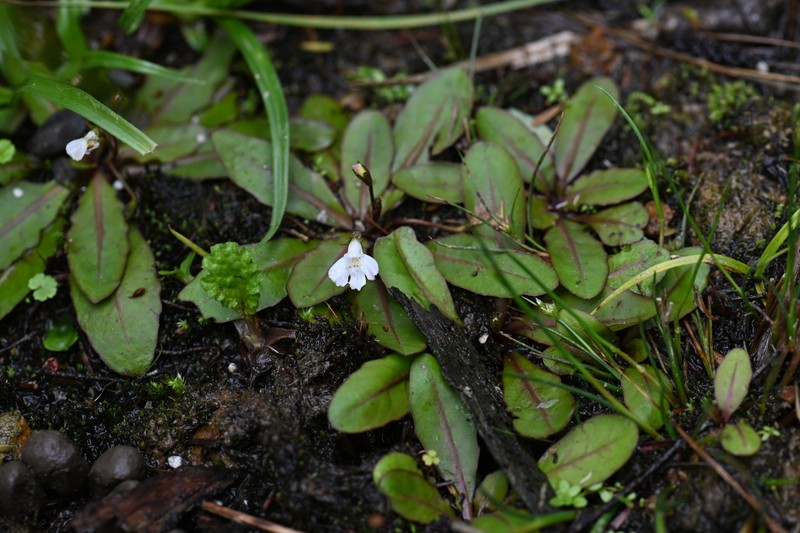 Mazus novaezeelandiae subsp. novaezeelandiae