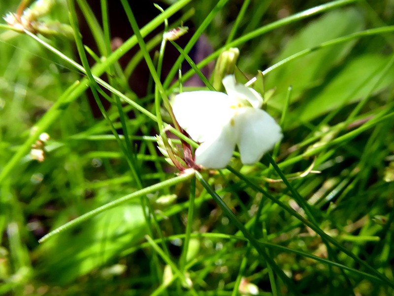 Mazus novaezeelandiae subsp. novaezeelandiae photo 2