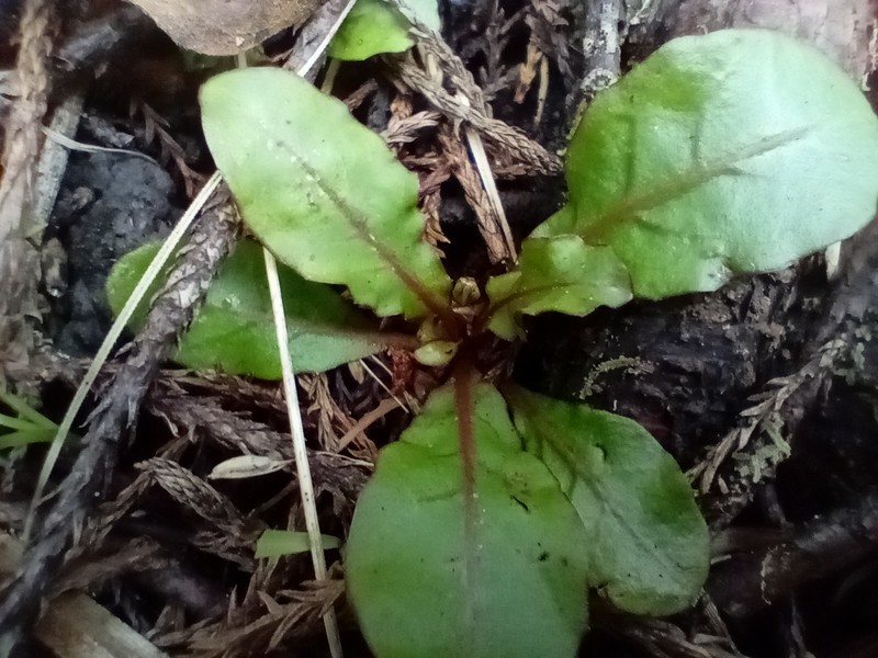 Mazus novaezeelandiae subsp. novaezeelandiae photo 3