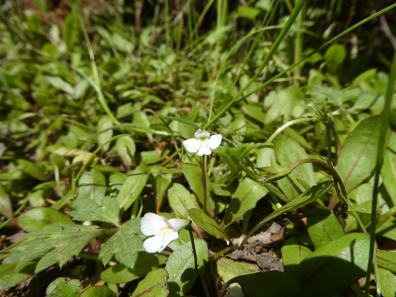 Mazus novaezeelandiae subsp. novaezeelandiae photo 4