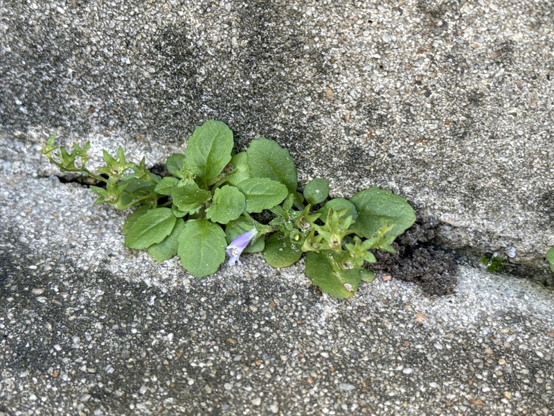 Mazus pumilus var. pumilus