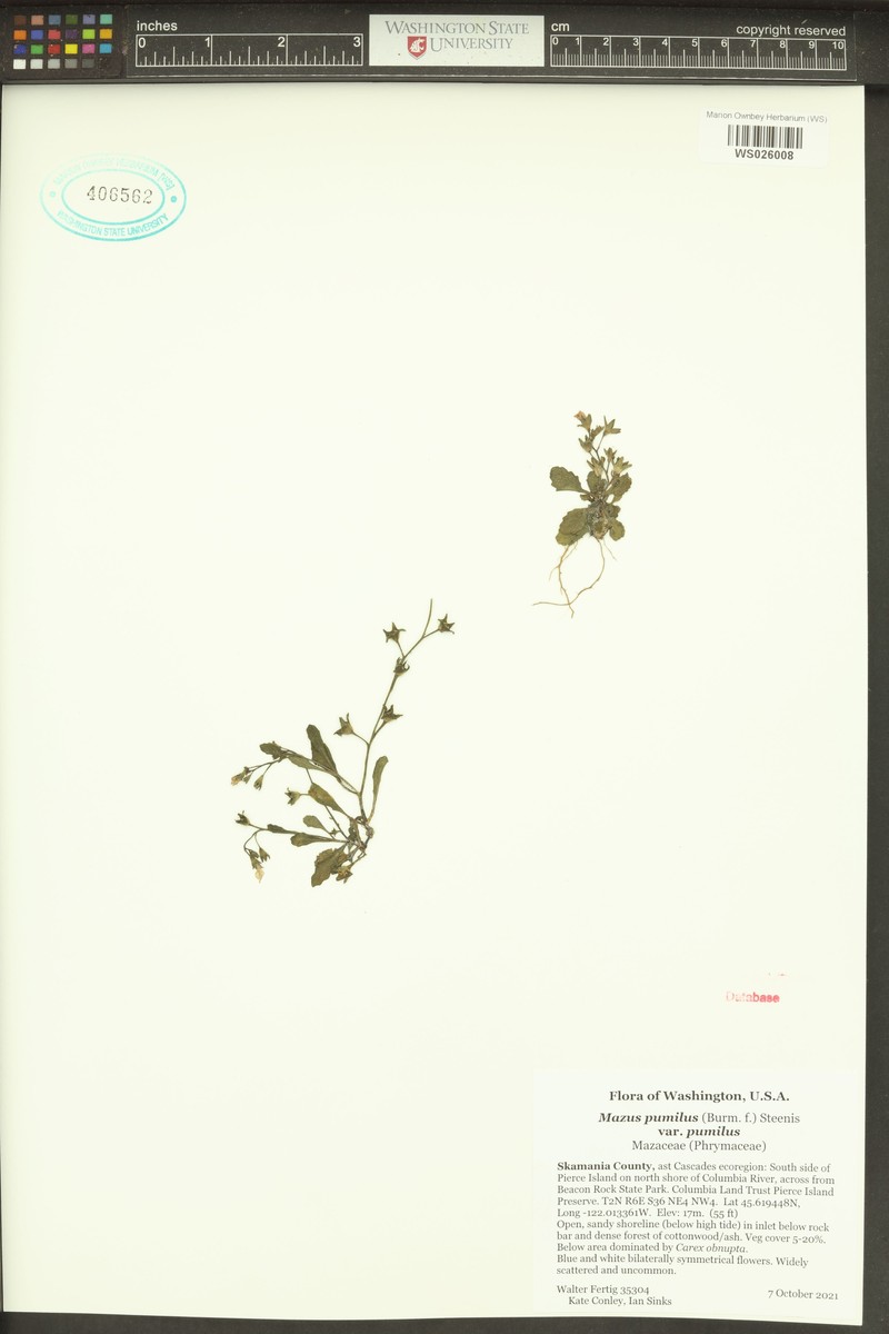 Mazus pumilus var. pumilus photo 2