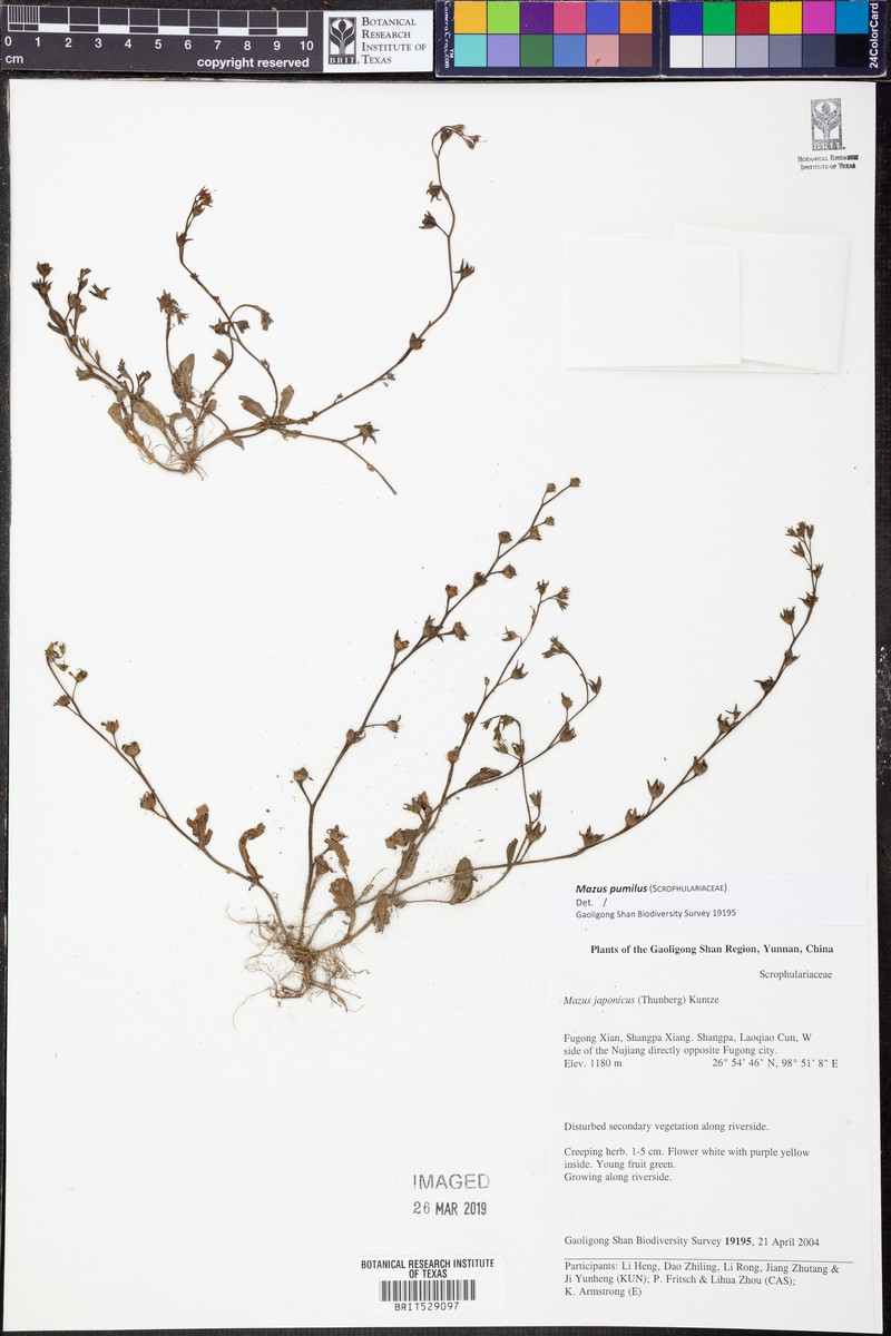 Mazus pumilus var. pumilus photo 3