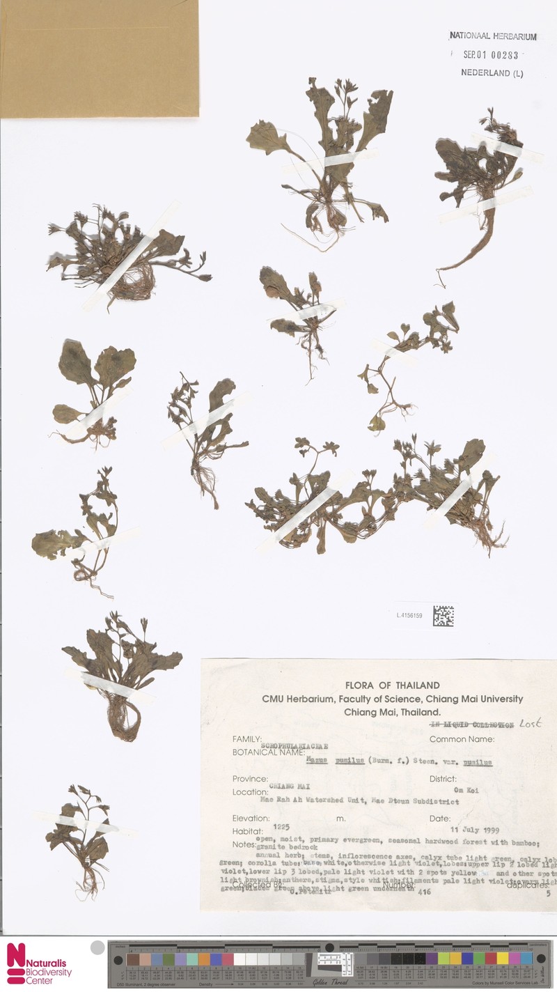 Mazus pumilus var. pumilus photo 4