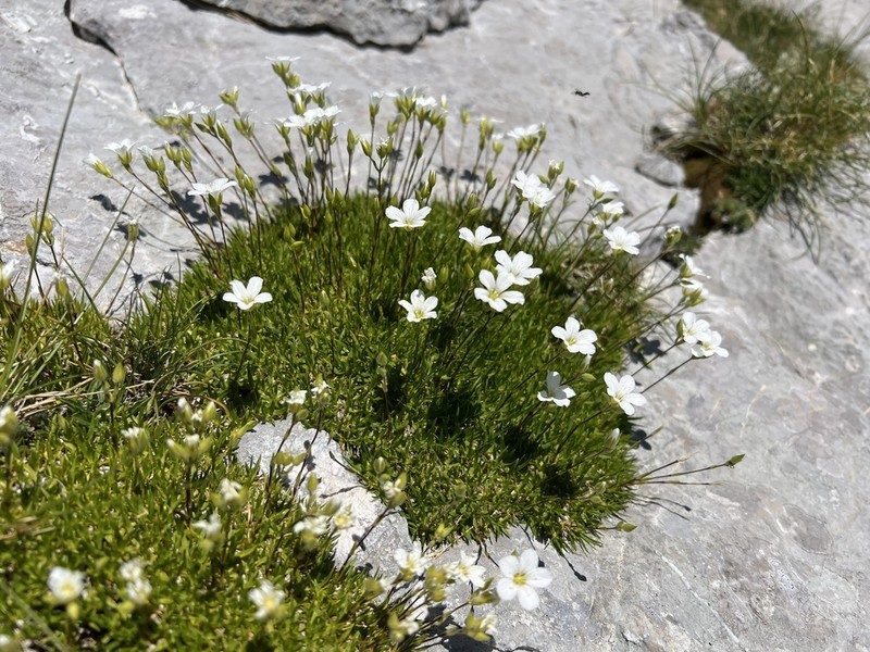 Mcneillia rosanoi photo 6