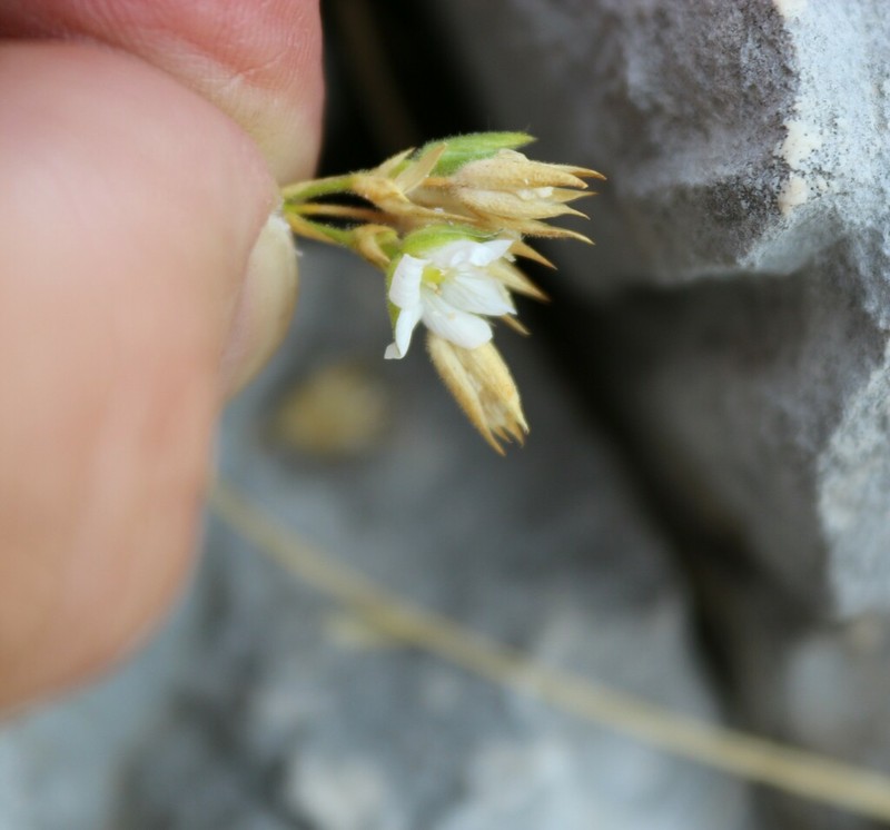 Mcneillia rosanoi photo 8