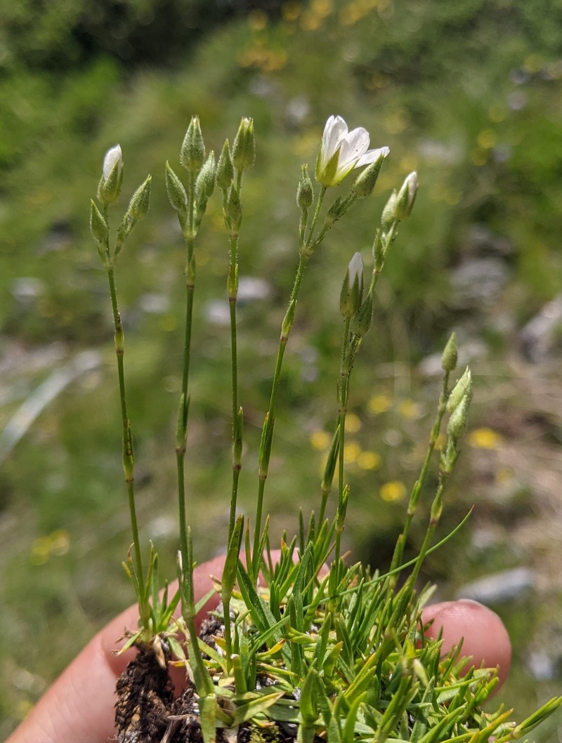 Mcneillia rosanoi subsp. clandestina