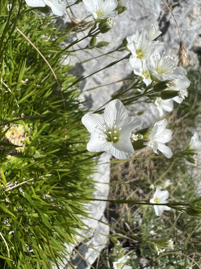 Mcneillia rosanoi subsp. clandestina photo 2