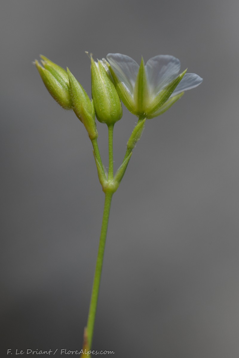 Mcneillia rosanoi subsp. clandestina photo 3