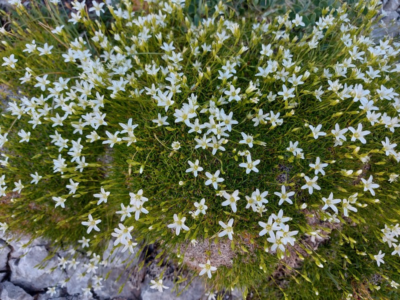 Mcneillia rosanoi subsp. clandestina photo 4