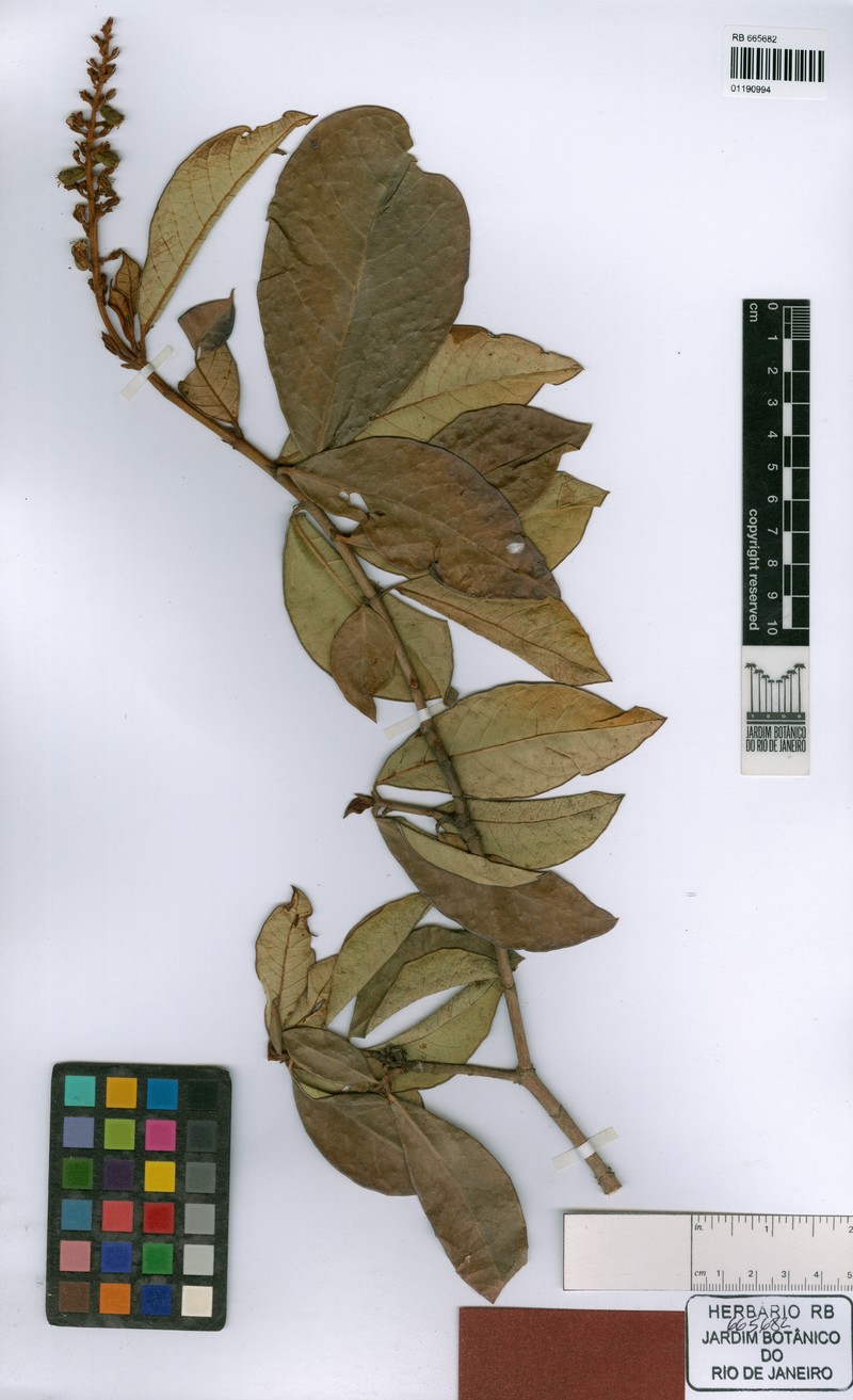 Mcvaughia sergipana