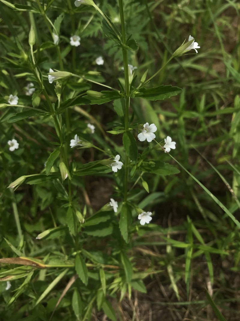 Axilflower photo 2