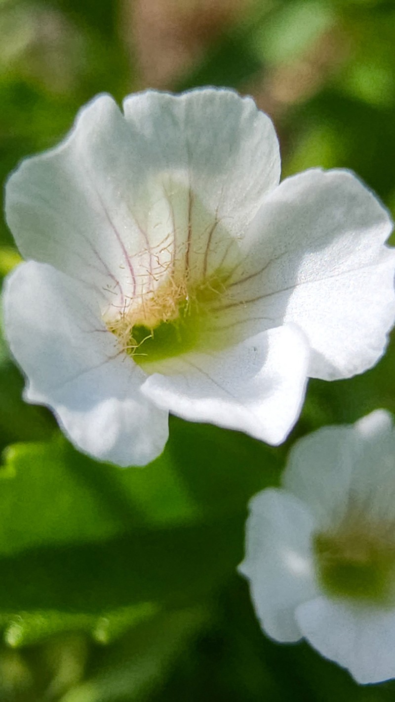 Axilflower photo 3
