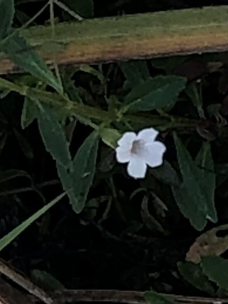 Axilflower photo 5