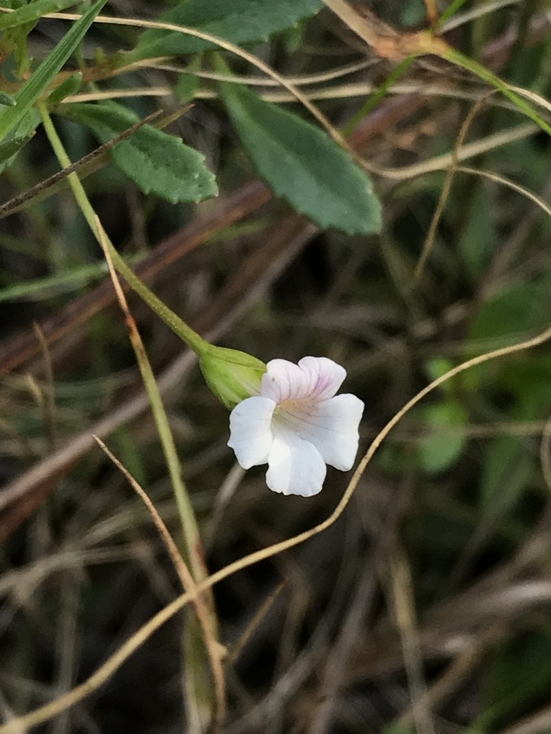 Axilflower photo 7