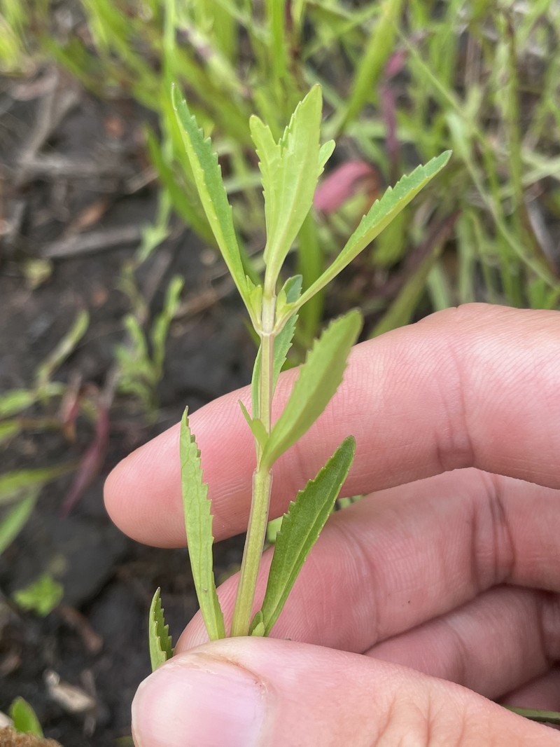 Mecardonia acuminata var. acuminata