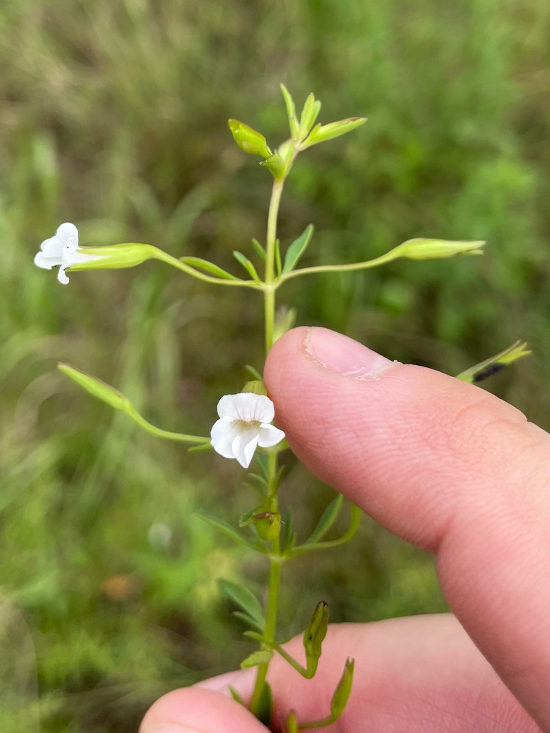 Mecardonia acuminata var. acuminata photo 2
