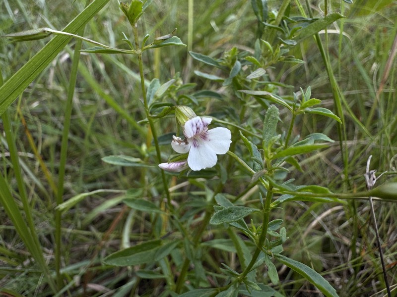 Mecardonia acuminata var. acuminata photo 3