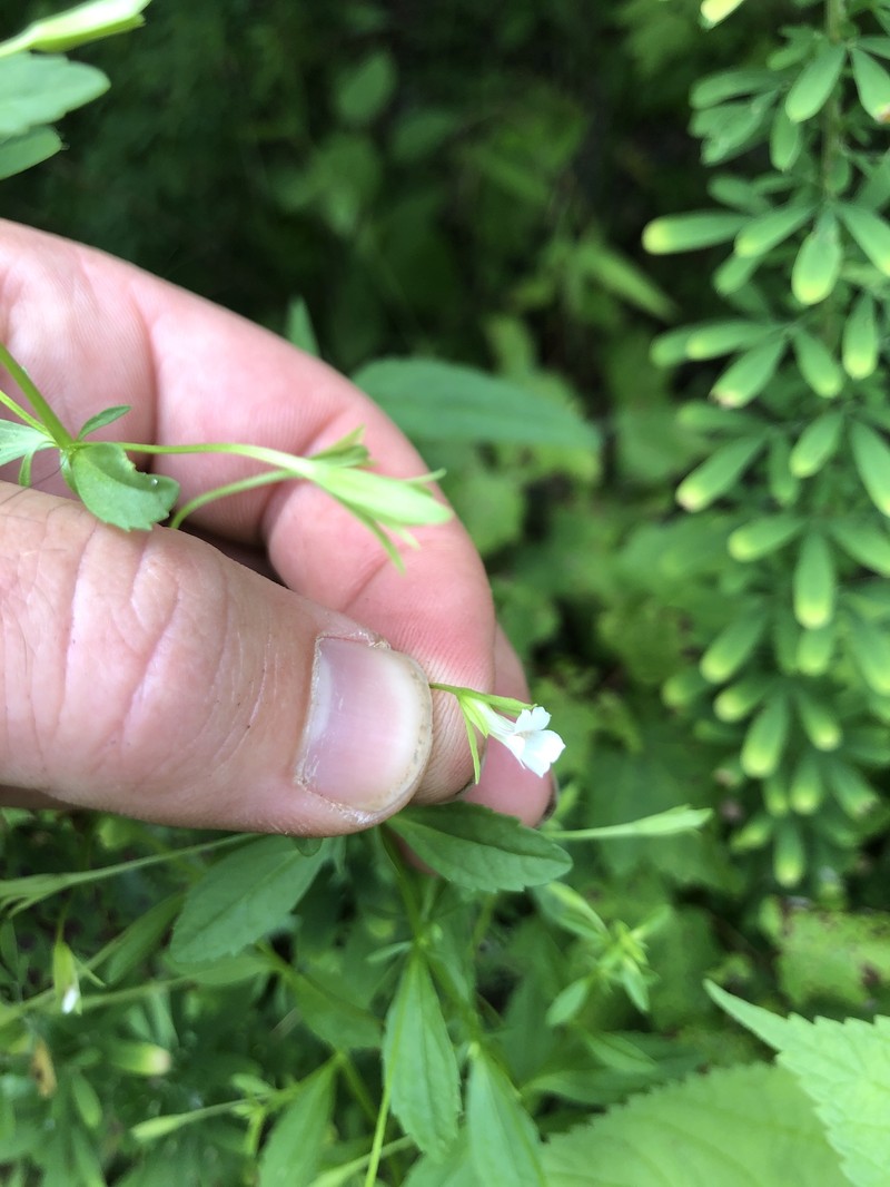 Mecardonia acuminata var. acuminata photo 4