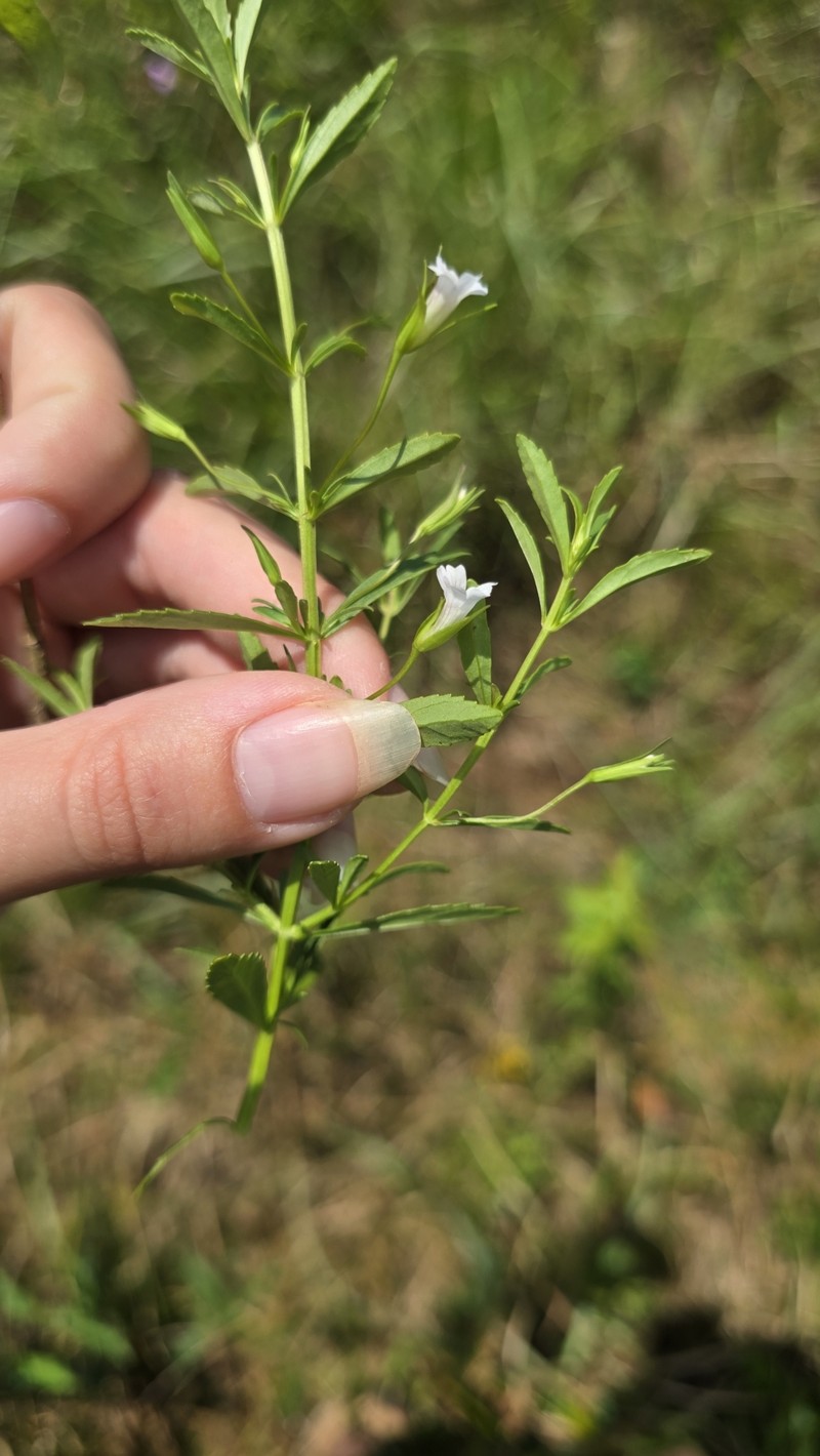Mecardonia acuminata var. acuminata photo 5
