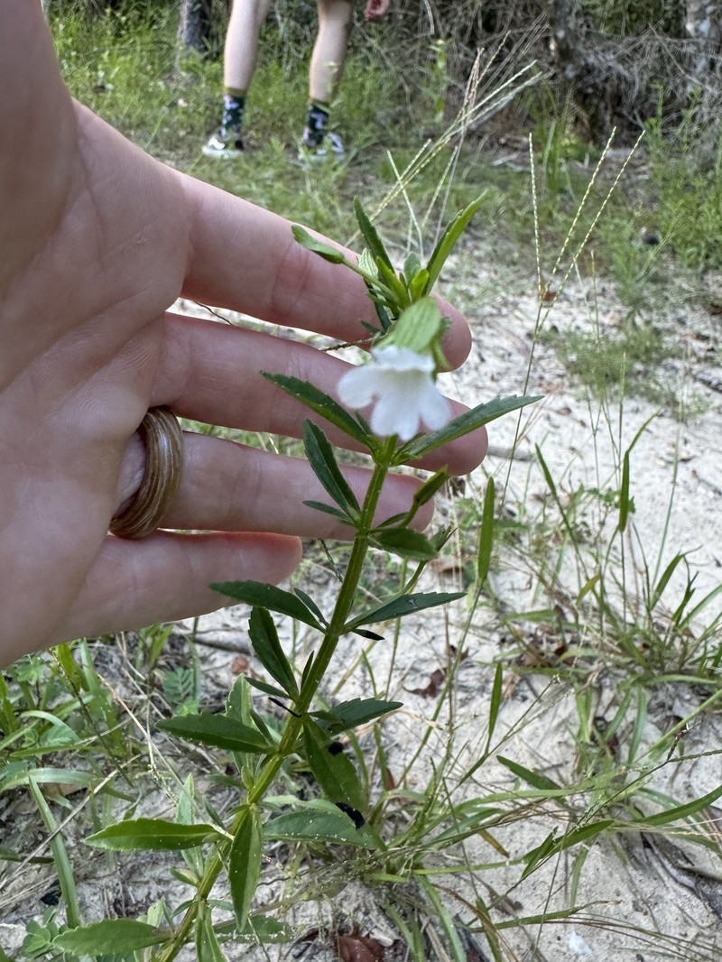 Mecardonia acuminata var. acuminata photo 6