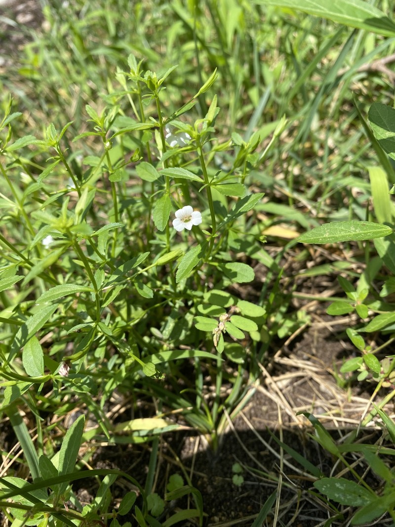 Mecardonia acuminata var. acuminata photo 7