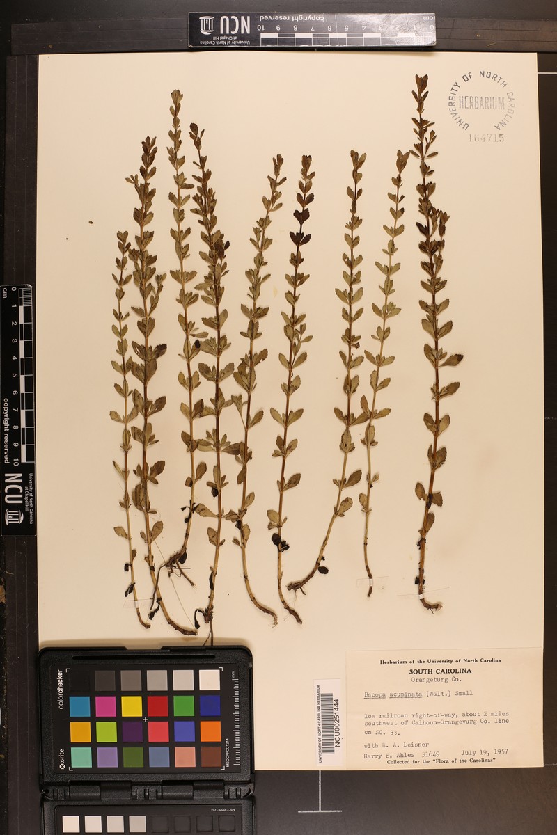 Mecardonia acuminata var. microphylla