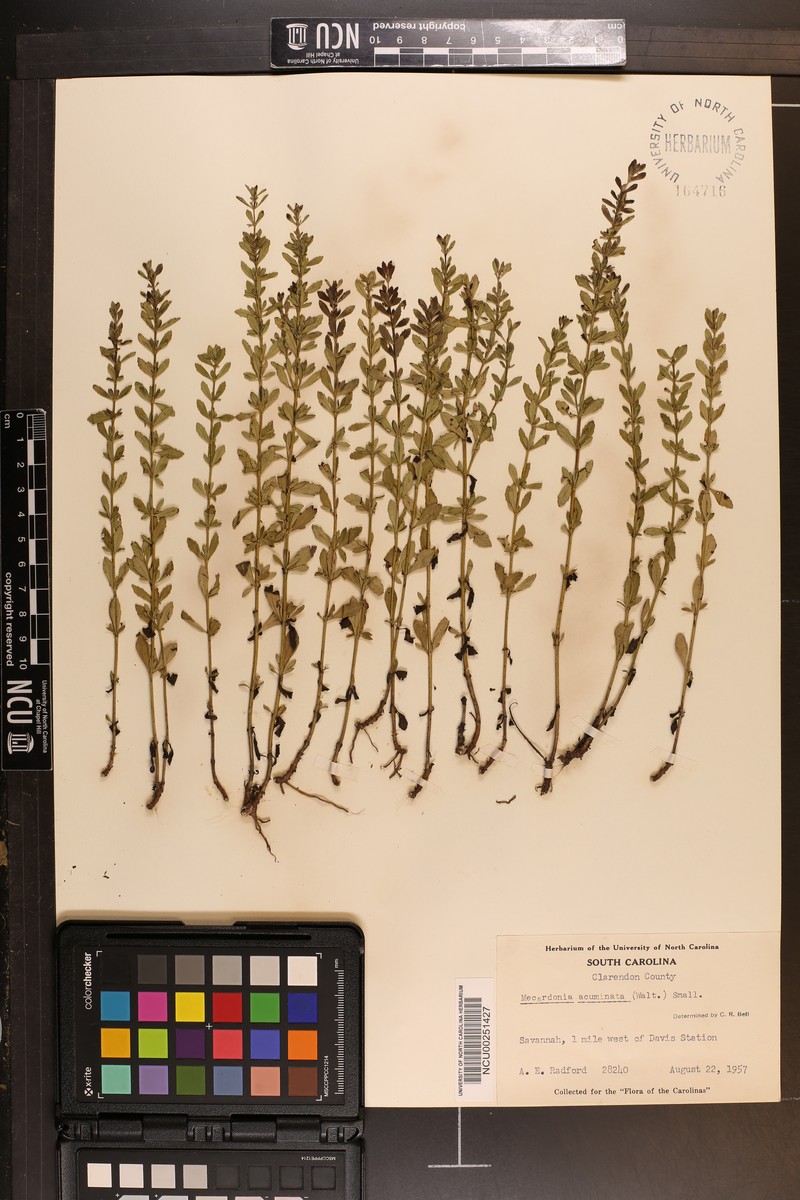 Mecardonia acuminata var. microphylla photo 2