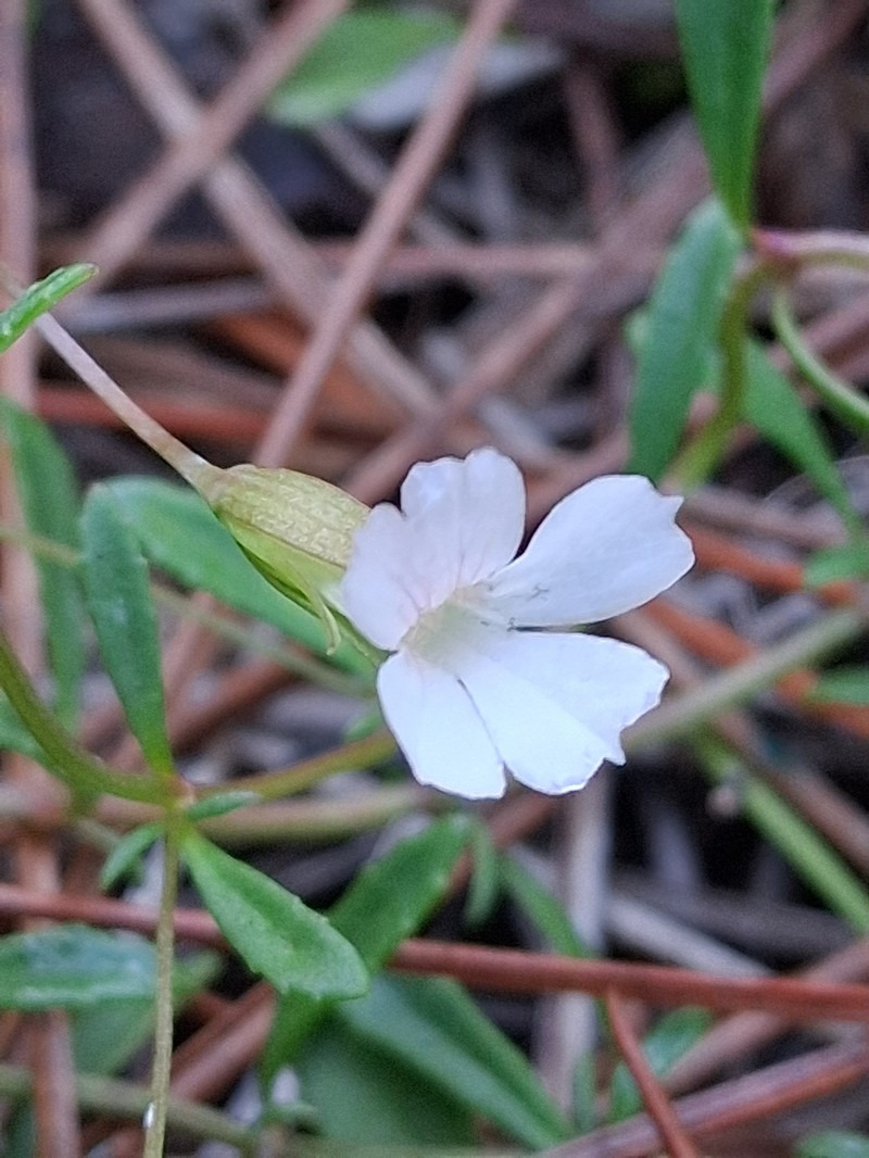 Mecardonia acuminata var. peninsularis