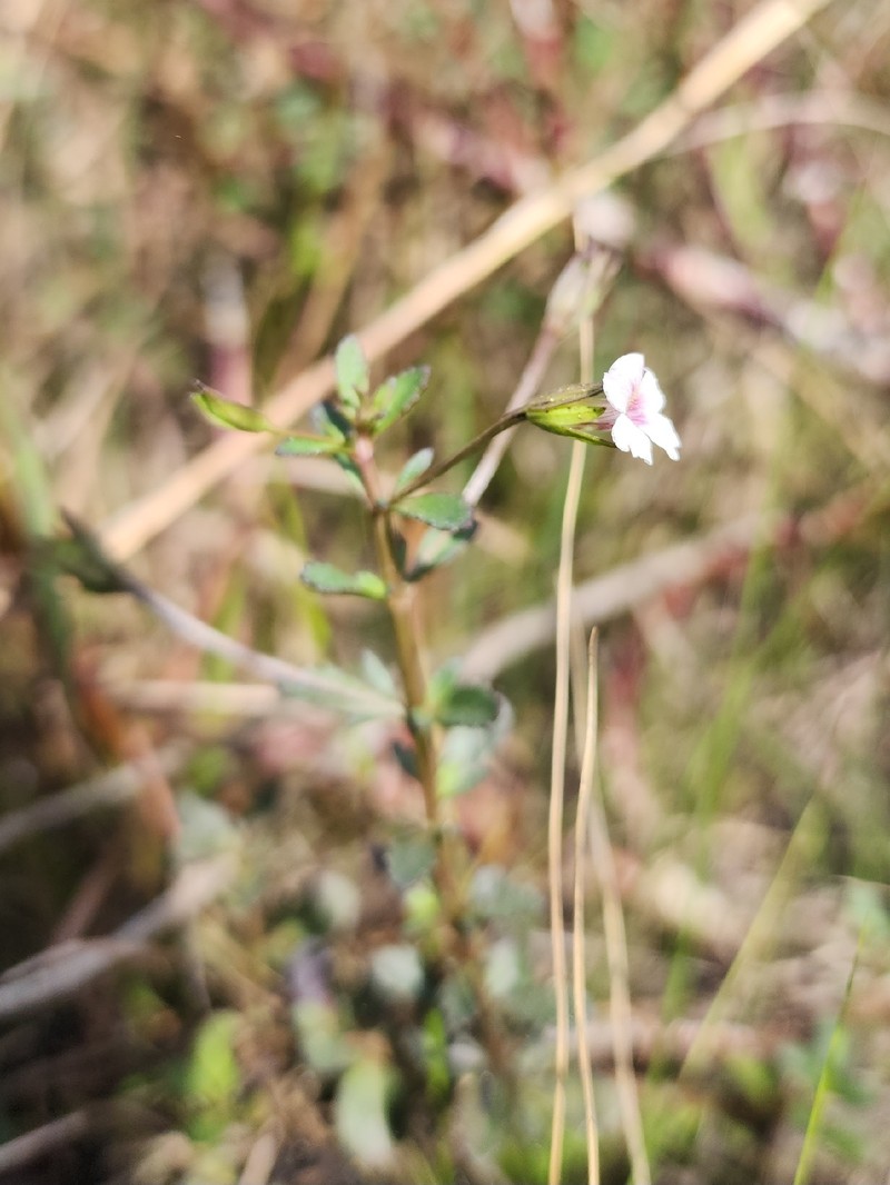 Mecardonia acuminata var. peninsularis photo 2