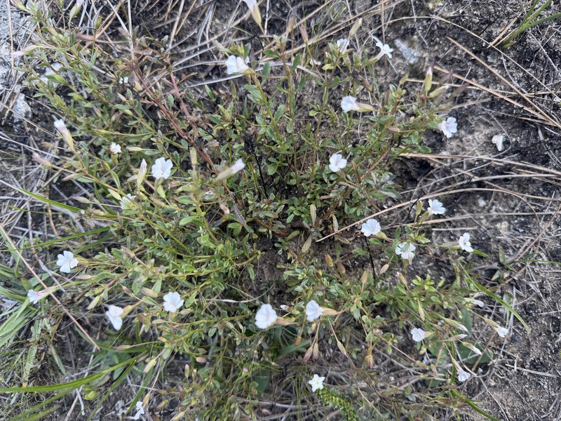 Mecardonia acuminata var. peninsularis photo 3