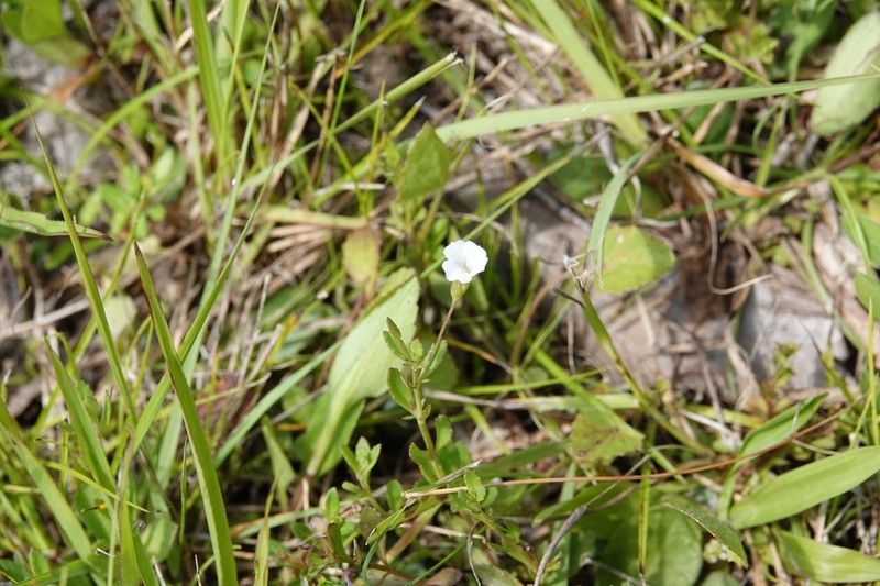 Mecardonia acuminata var. peninsularis photo 4
