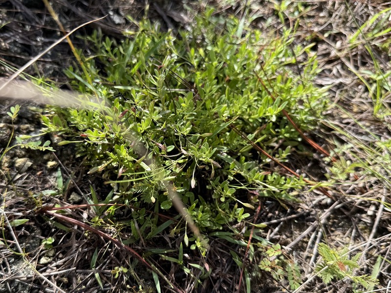 Mecardonia acuminata var. peninsularis photo 5