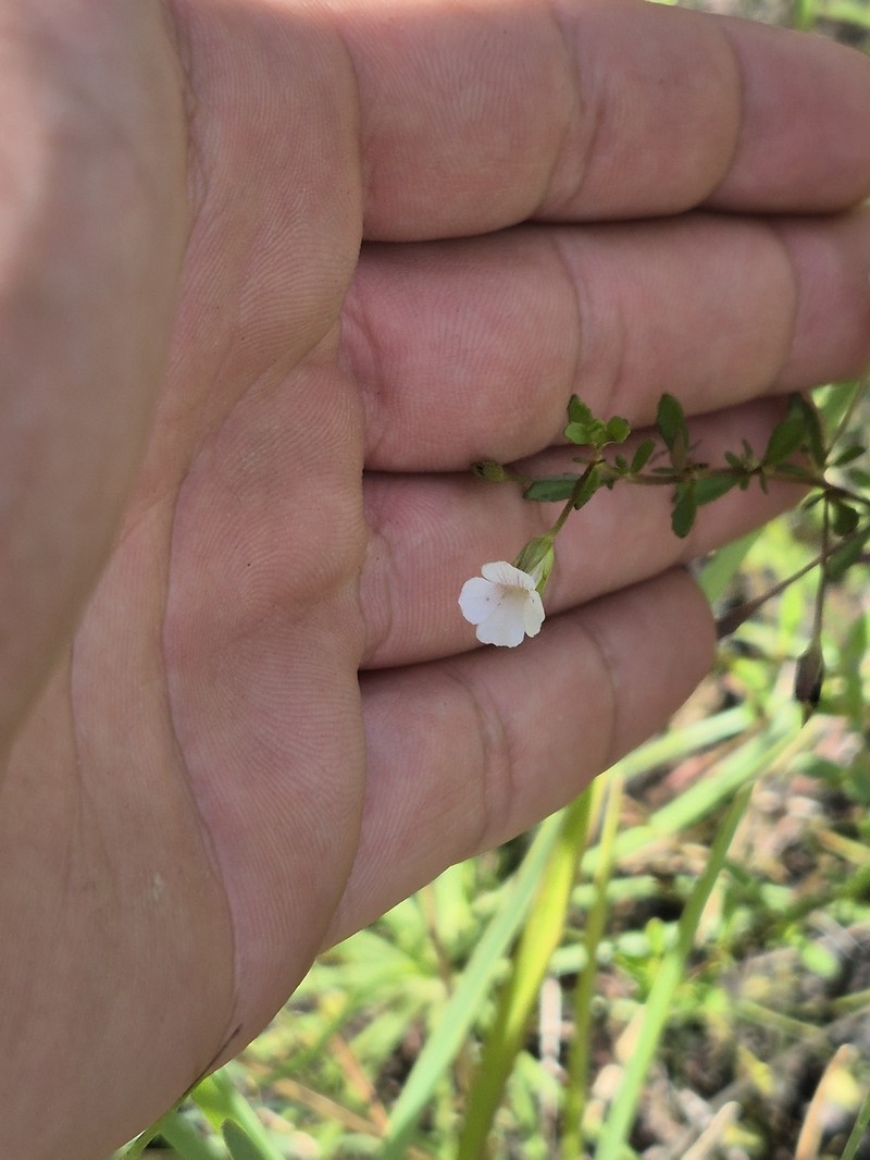 Mecardonia acuminata var. peninsularis photo 6