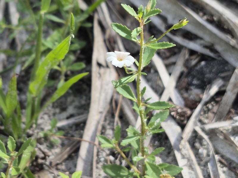 Mecardonia acuminata var. peninsularis photo 7