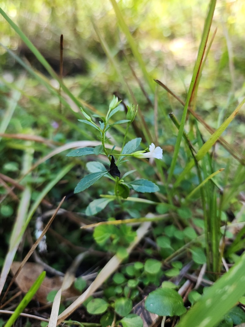 Mecardonia acuminata var. peninsularis photo 8