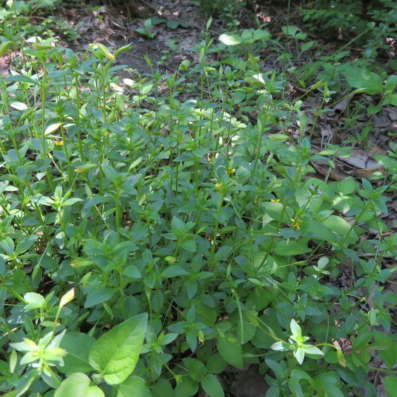 Waterhyssop photo 2