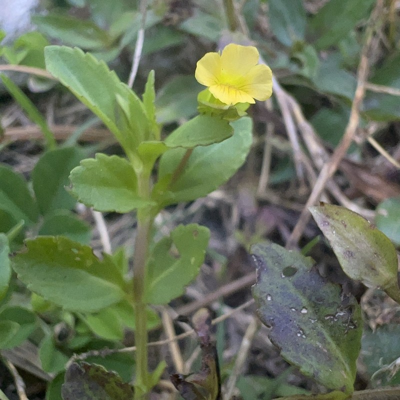 Waterhyssop photo 3