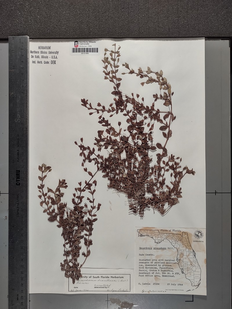 Mecardonia procumbens var. procumbens