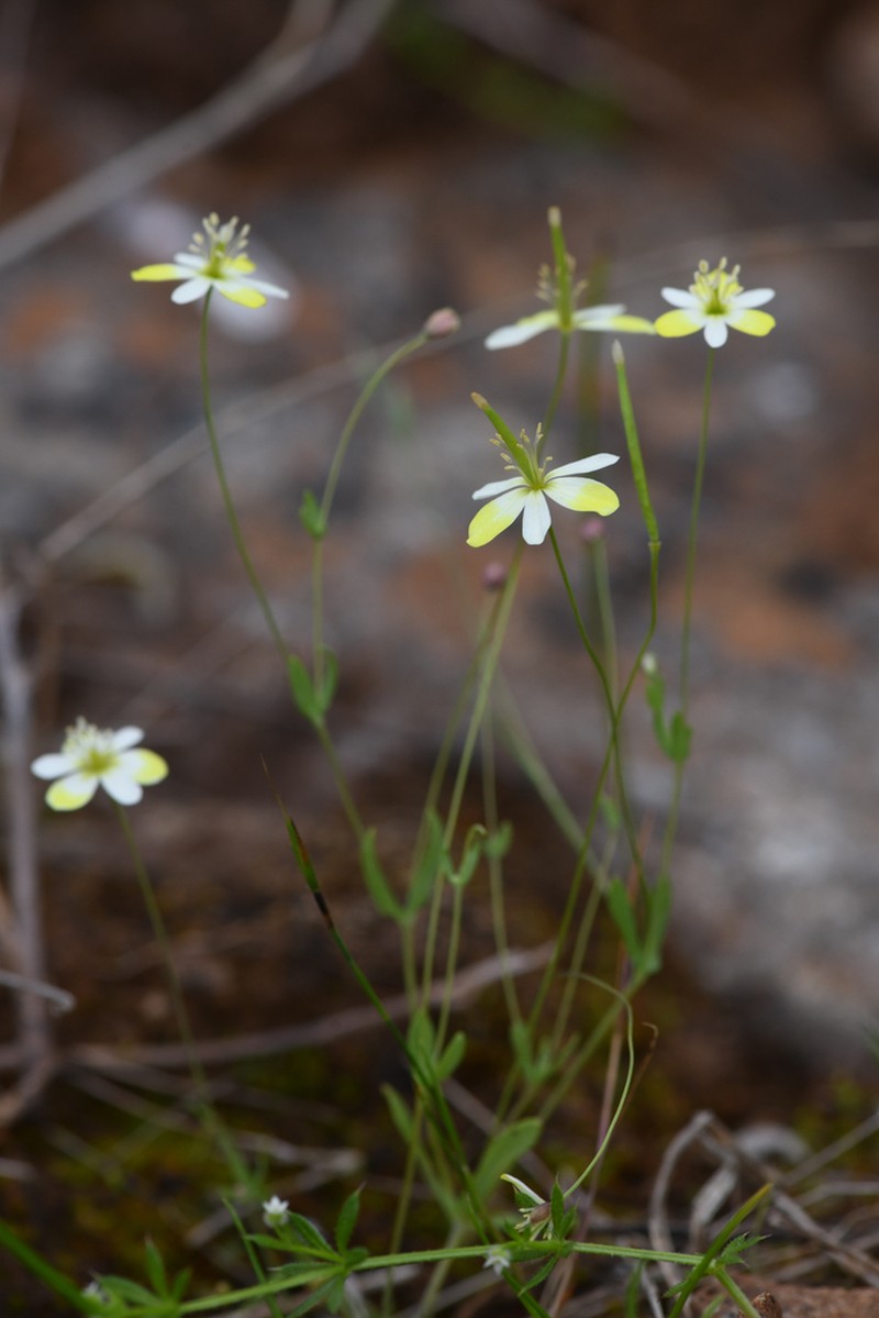 California Fairypoppy photo 2