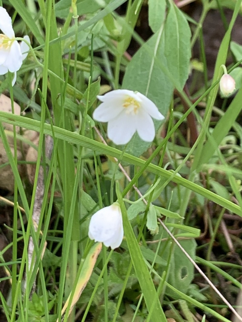 California Fairypoppy photo 3
