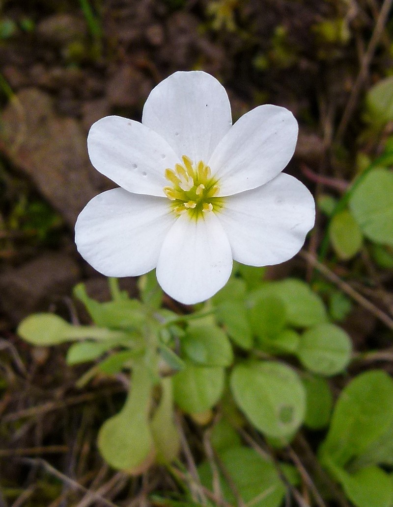 California Fairypoppy photo 4