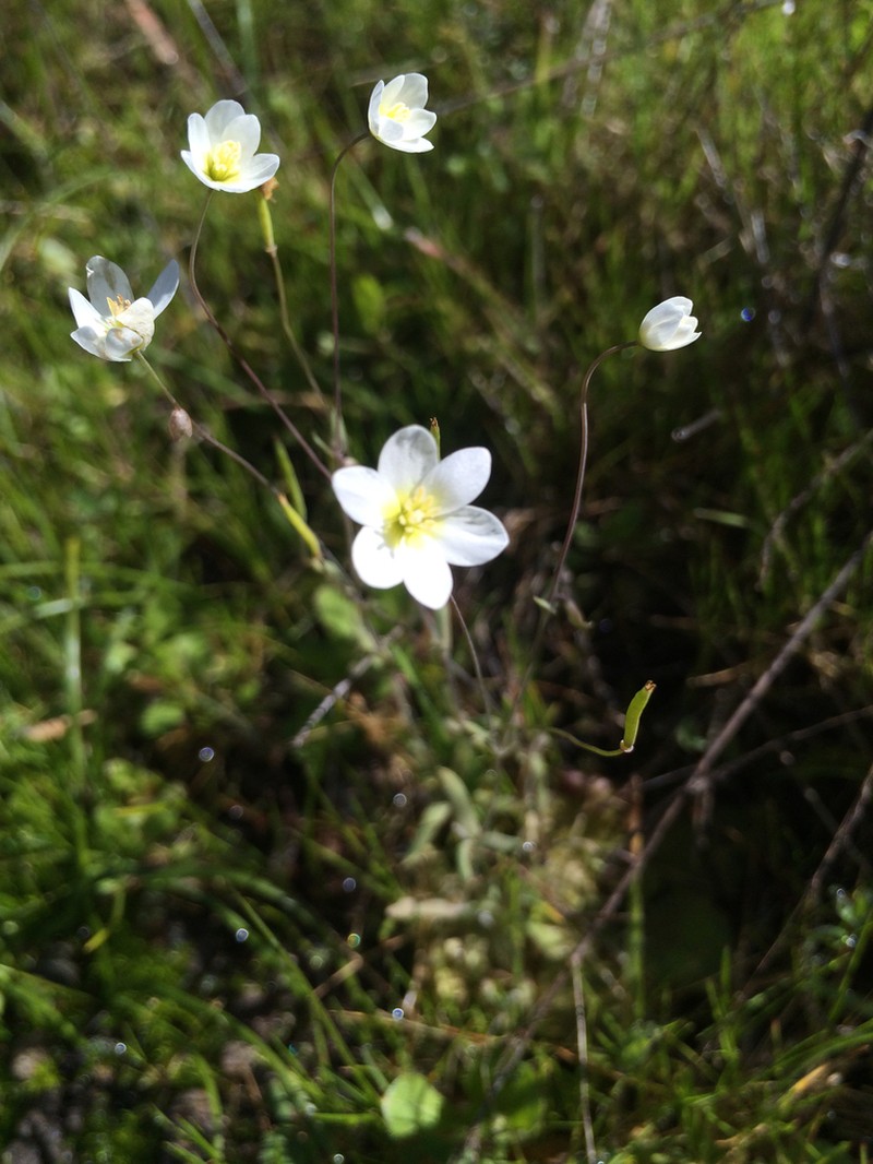 California Fairypoppy photo 5