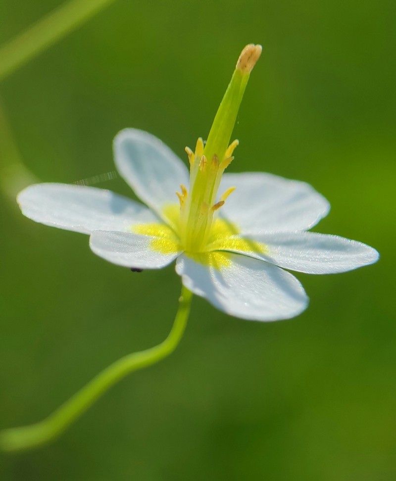 California Fairypoppy photo 7