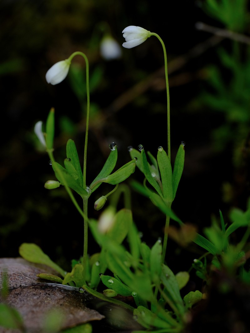 White Fairypoppy