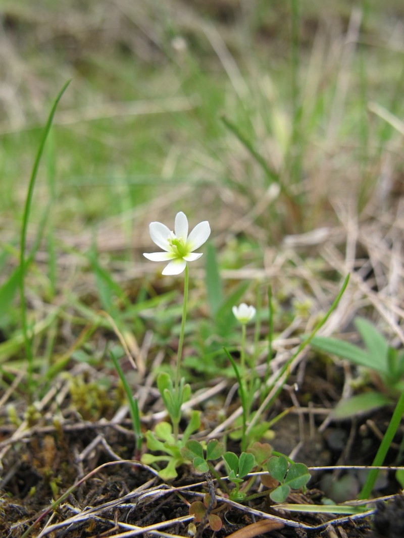 White Fairypoppy photo 3